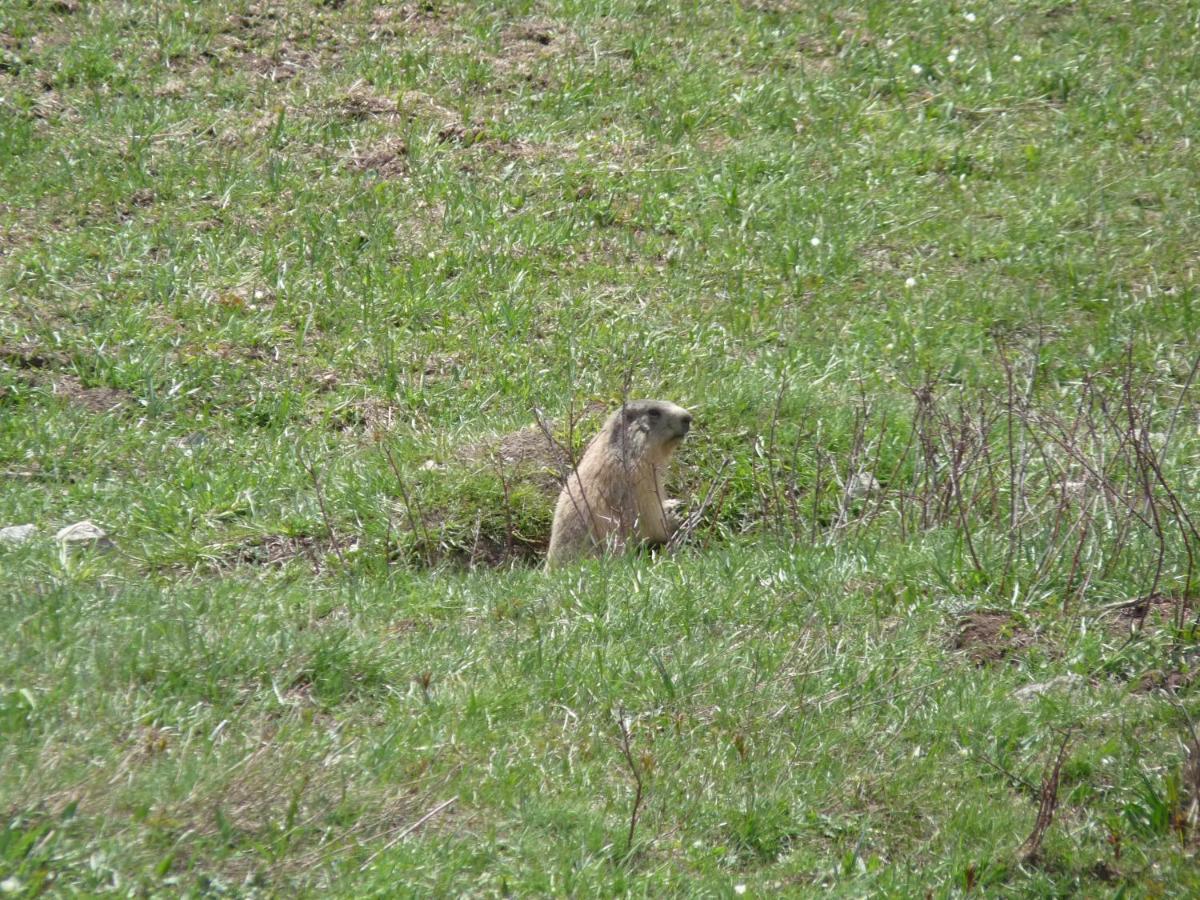 Les Marmottes D Estenc ภายนอก รูปภาพ